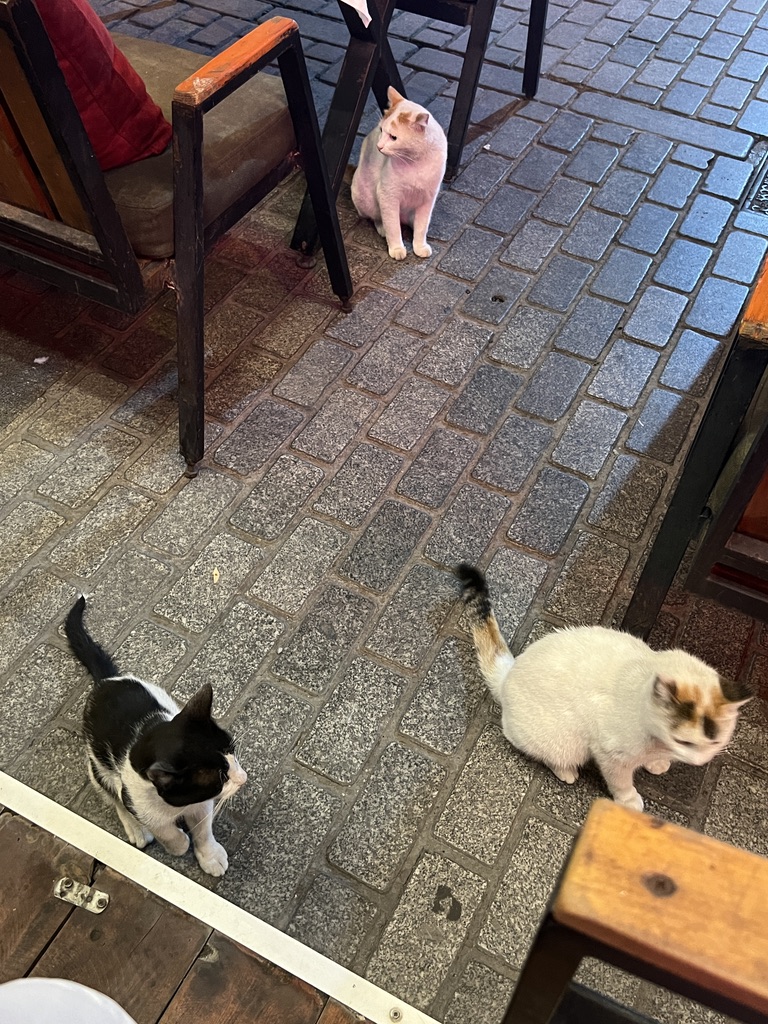 Cats gathered to eat Turkish kebab.